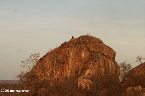Babouins haut d'une roche affleurement