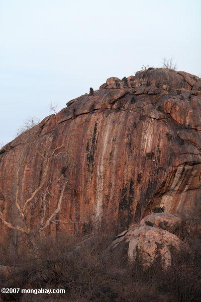 Babouins haut d'une roche affleurement