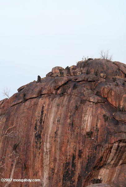 Baboons cima uma rocha outcropping