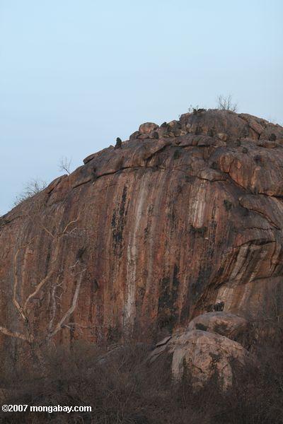 Babuinos escalado una roca afloramientos