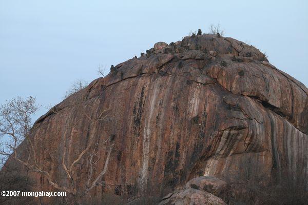 baboons вершине скалы outcropping