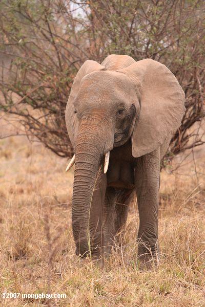 Afrikanischen Elefanten