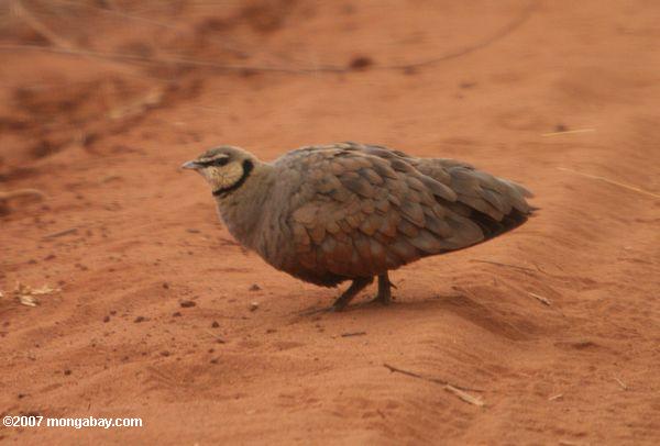 Yellow - throated Sandgrouse (Pterocles gutturalis)