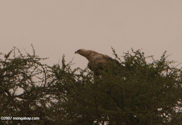 Negro pechiazul Snake águila (Circaetus pectoralis)