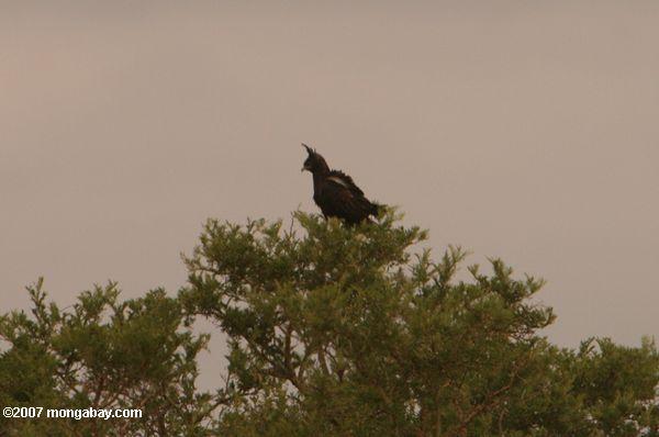 Long crêté Eagle (Lophaetus occipitalis)