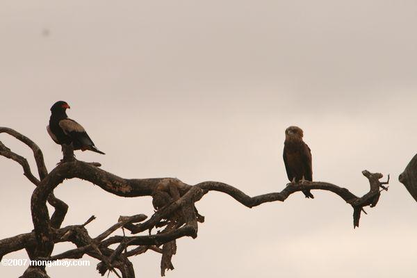 Bateleur águia (Terathopius ecaudatus), com uma Verreaux's Eagle Owl (Bubo lacteus)
