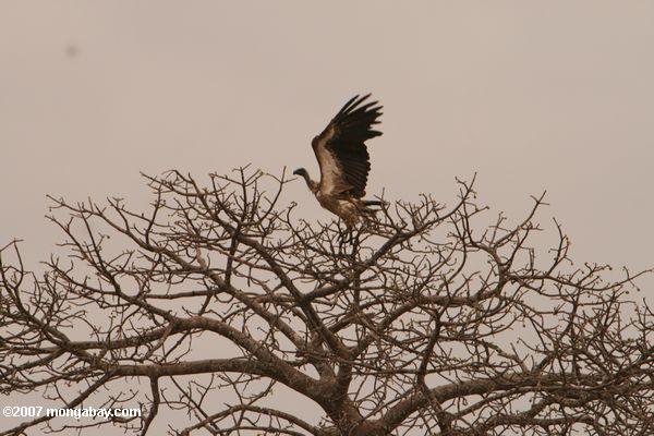 White respaldados Vulture (Gyps africanus)