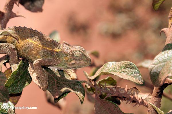 Chameleon карлика (bradypodion видов)
