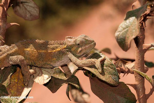 Chameleon карлика (bradypodion видов)