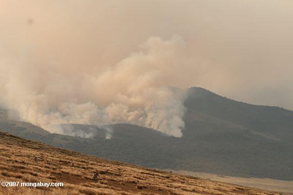 は、ンゴロンゴロ保全地域で林野火災