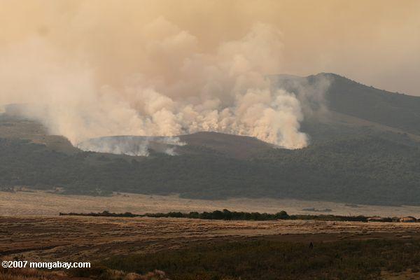 Brush fuego en la zona de conservación de Ngorongoro
