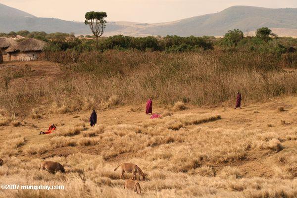 Massai Männer in farbigen Roben