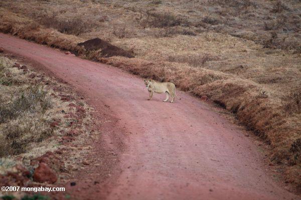 львица в дорога ngorongoro
