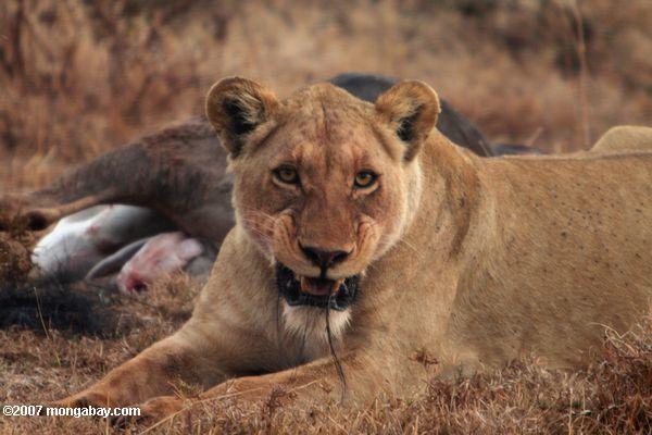 Weiblich Löwe mit wildebeest töten