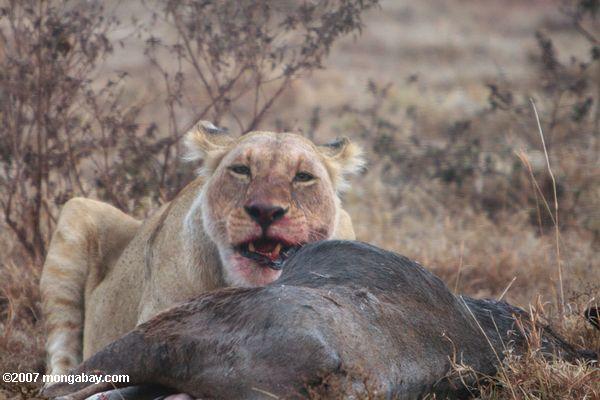 Weiblich Löwen essen ein wildebeest