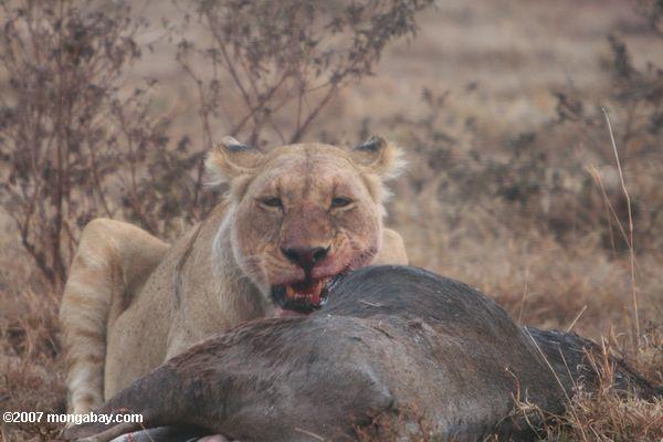 雌ライオンは、ウィルドビースト食べる