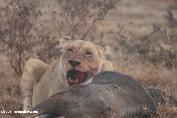 Mujeres león comer un wildebeest