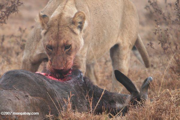 Weiblich Löwen essen ein wildebeest