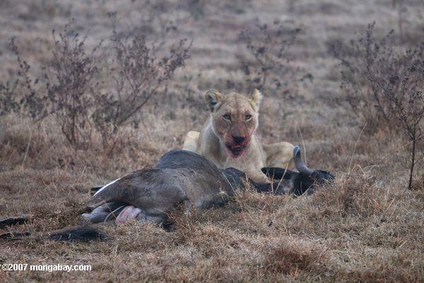 Weiblich Löwe mit wildebeest töten