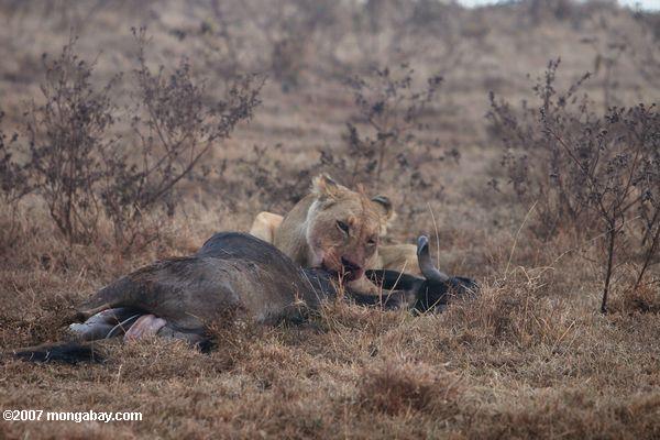 Feminino leão com wildebeest matar