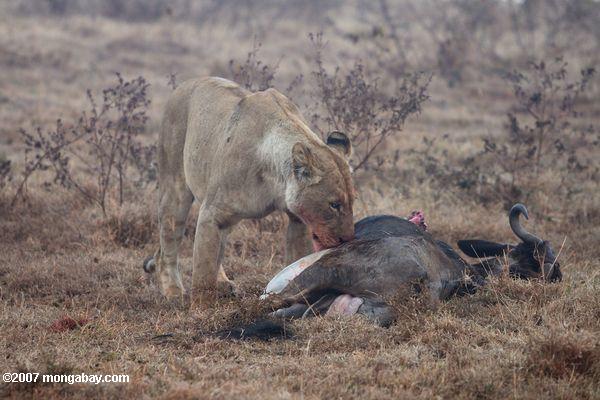 женщина лев с гну убить