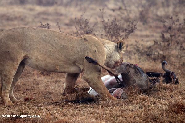 Mujeres león con wildebeest matar