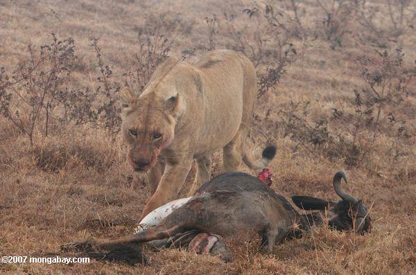 женщина лев с гну убить