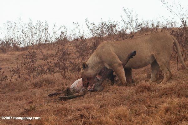 женщина лев ест гну