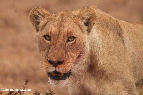 Female lion, avec gnous tuer