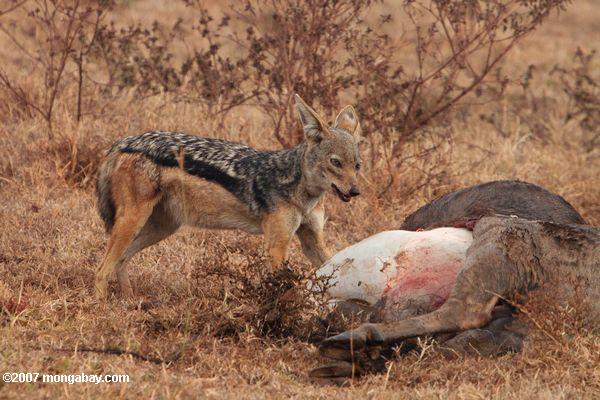 Negro respaldados jackal (Canis mesomelas) de alimentación en un wildebeest muerto por una mujer león