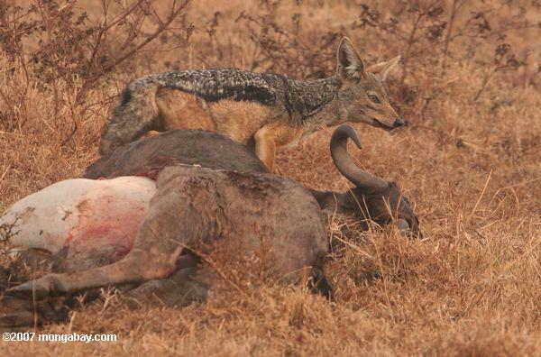 Negro respaldados jackal (Canis mesomelas) alimentándose de matar a un león