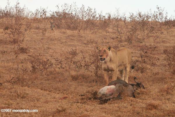 Weiblich Löwe stehend über seine töten, als Schakal Uhren
