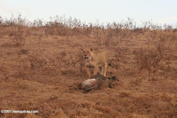 Female lion, debout sur ses tuer comme un chacal montres