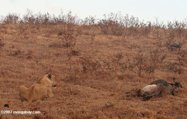 Weiblich Löwen bewachen ihr töten von einem Schakal