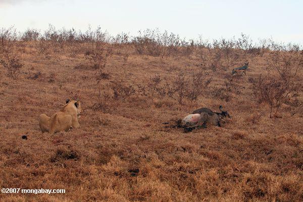 Feminino leão perseguia um jackal fora de um matar