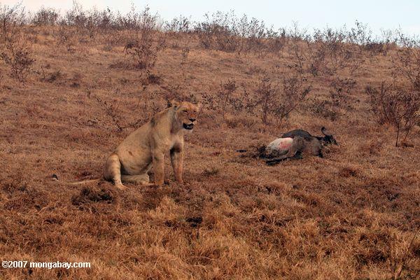 женщина лев охраняет ее убить
