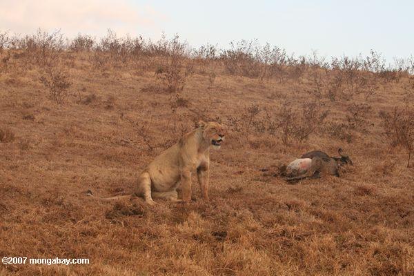 Weiblich Löwen bewachen ihr töten