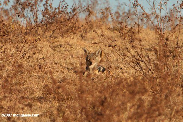 черно-подкреплены шакал (Canis mesomelas) просмотра через саванне трава