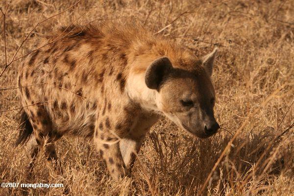Manchados Hyena (Crocuta crocuta)