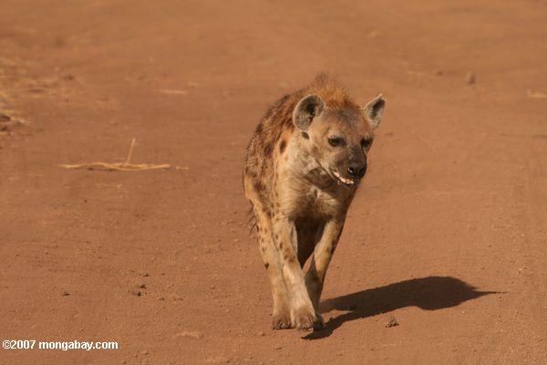 Spotted Hyena (Crocuta crocuta) sobre un camino de tierra