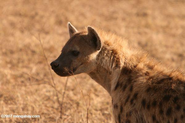 Perfil de una hiena riendo