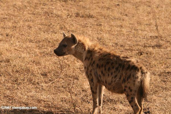 Perfil de una hiena riendo