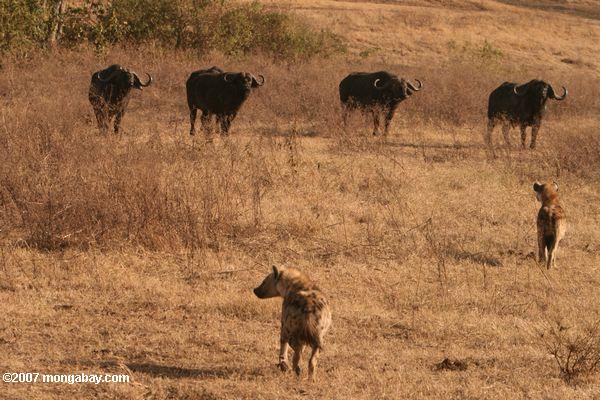 Группа буйволов соответствии глаз на двух пятнистых гиен