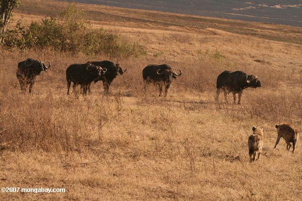 Группа буйволов смотреть два пятнистых гиен