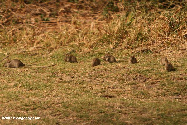タンザニアでフィールドマウスのグループ