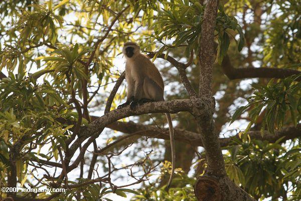 Vervet Monkey (Chlorocebus pygerythrus) en un árbol