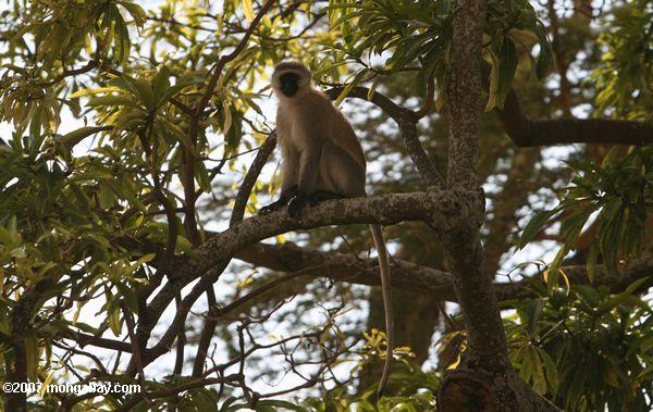 vervet обезьяна (chlorocebus pygerythrus) в дереве