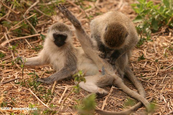 vervet обезьян получить дружественных