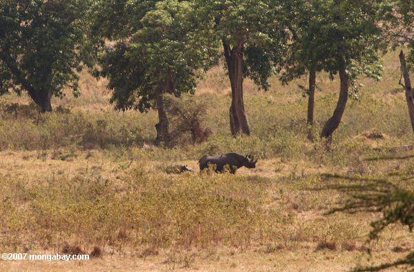 черного носорога с детской rhicoceros
