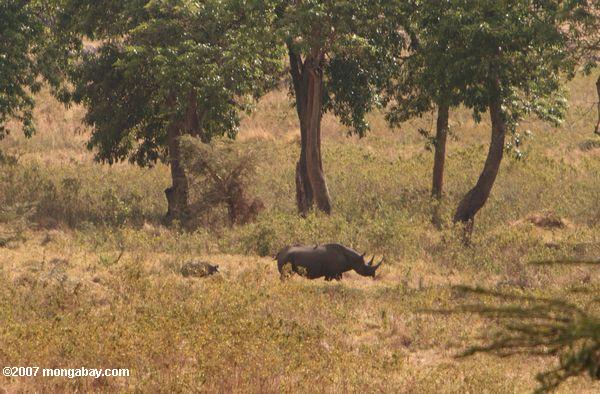 Мать черного носорога с ребенком